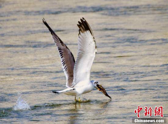 黄河水|黄河水清凌凌 群鸟栖息黄河岸边觅食嬉戏