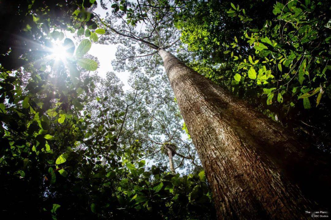 回归又是9.9！全球「第一美」，夸就完了！