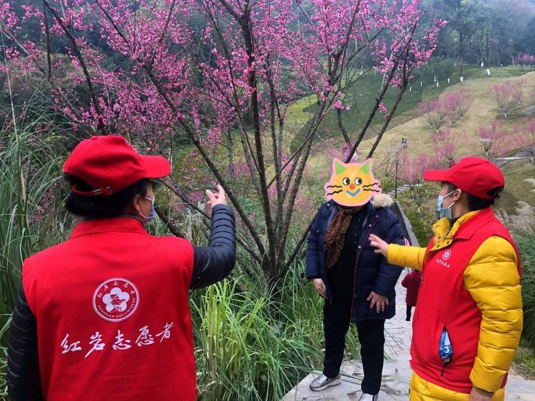 风景|“红岩”上红梅开！沙坪坝第一抹春色上线