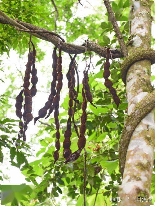 远古发现丨这种1000万年前的“豆角”，能吃吗？