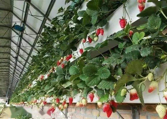 玉山城花海开放啦