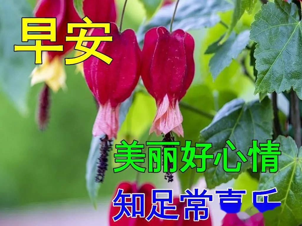 1月13日最漂亮早上好动态表情图片大全早晨好动图美图大全