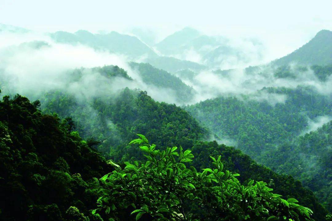 景点|“人间仙境”——三百山