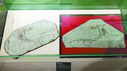 “中华龙鸟”标本合璧展出