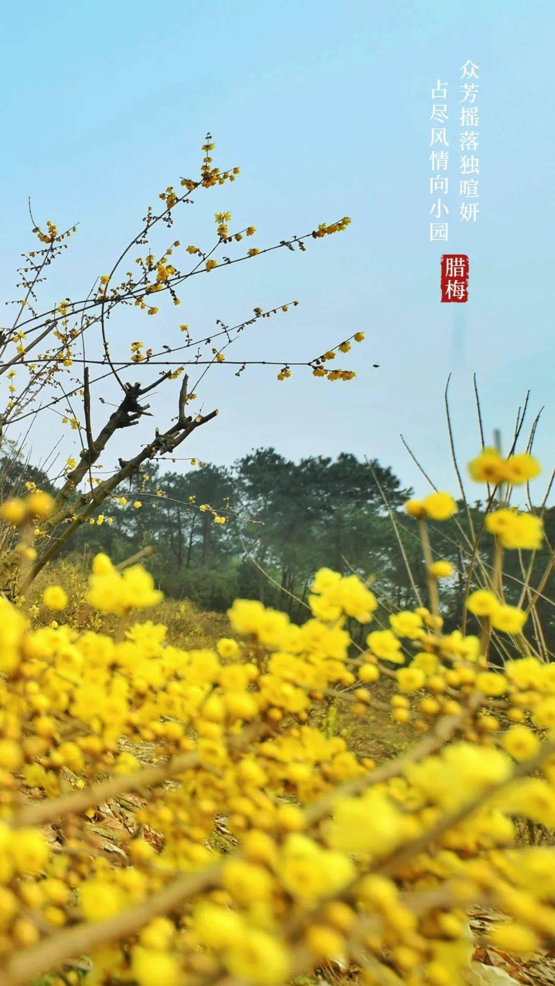 枝头|寒梅傲雪|重庆南山暗香浮动“花袭人”
