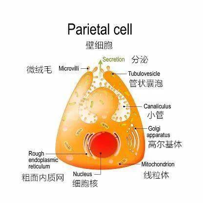 壁细胞分泌图片