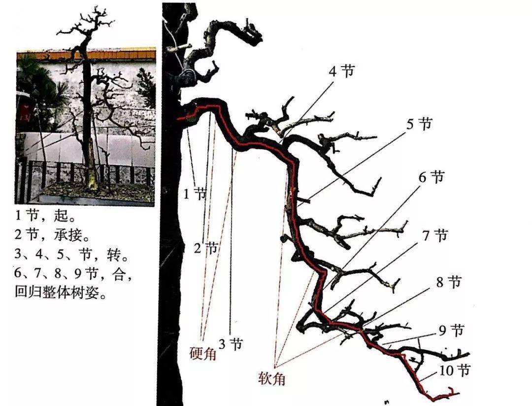掌握5种岭南盆景的造型枝法就能创作出变化多端的盆景作品