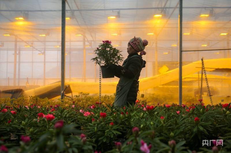 贵州|贵州百里杜鹃：杜鹃花走俏春节市场