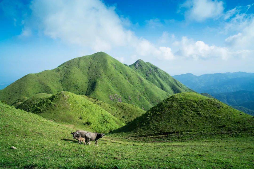 心之所往山野游之累了就来武平黄草山露营吧