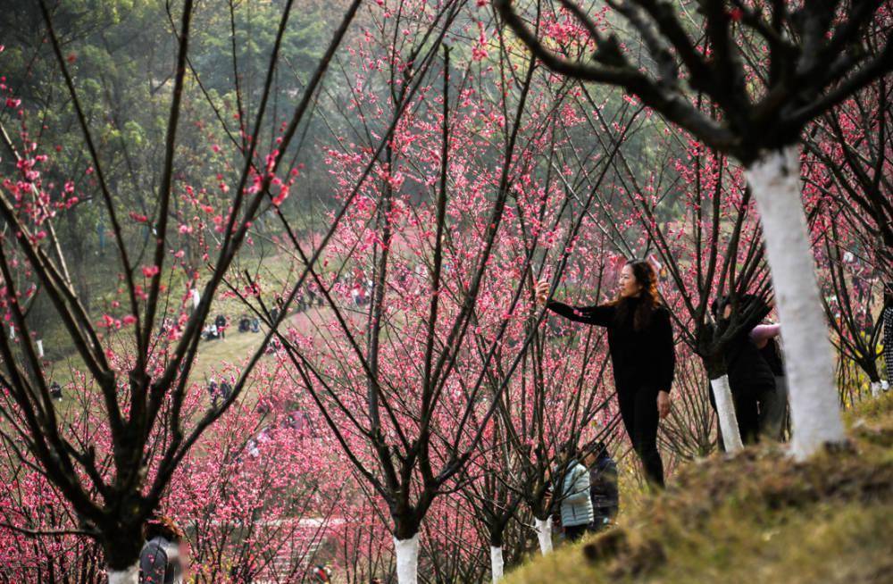 歌乐山红岩景区的红梅盛开了