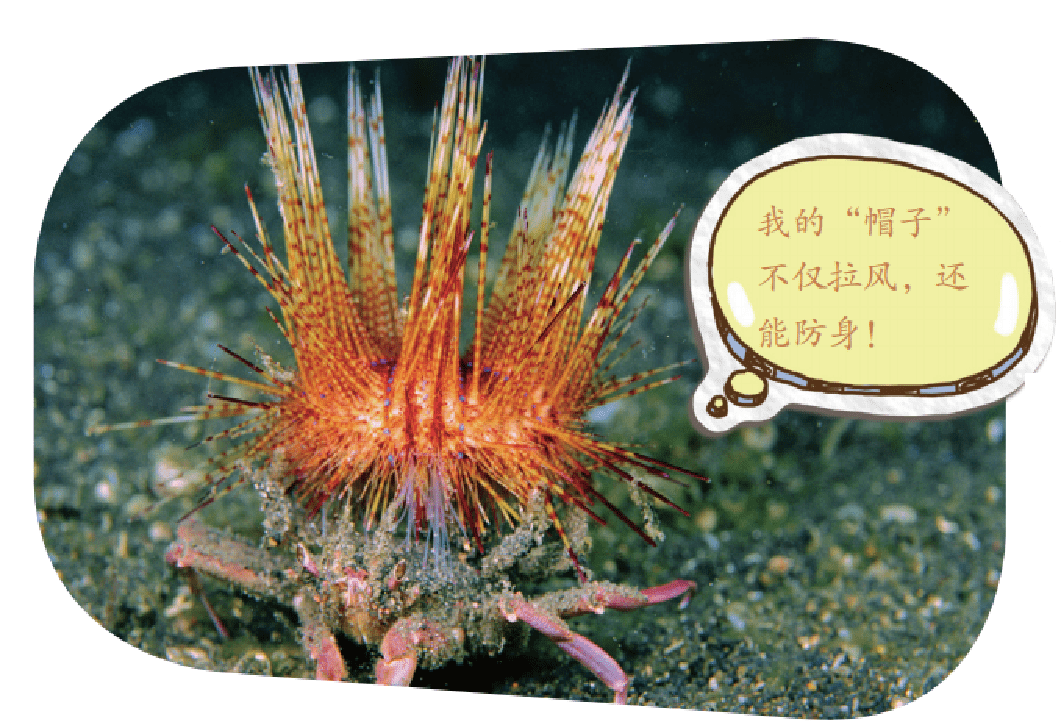 海洋科普1646打扮独特的装饰蟹