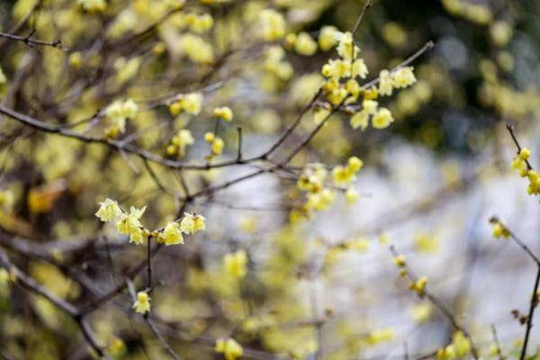 盛花期|160多岁的“江南第一梅”迎来盛花期！一起来“云赏”
