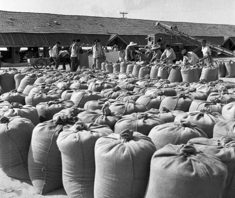 856关注一组来自856农场的老照片轰动国人