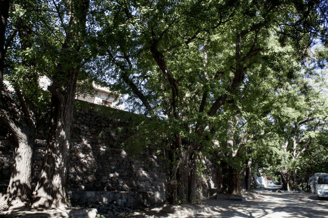 看文化新乡千年古树年轮藏着历史虬枝承载乡忆