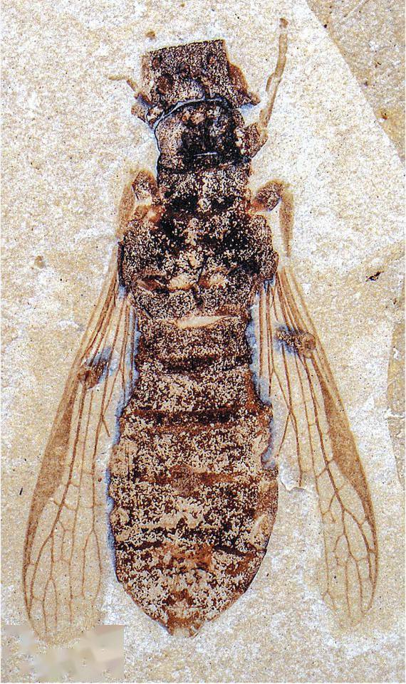 远古发现丨这种1亿年前的昆虫堪称“影帝”