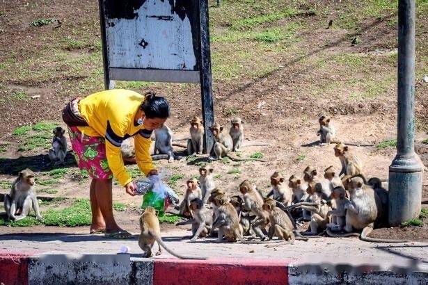 数千只野生猴在泰国街头横冲直撞为所欲为，市民：又爱又恨