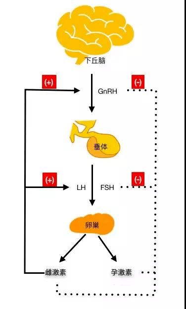 下丘脑促性腺激素释放激素测定