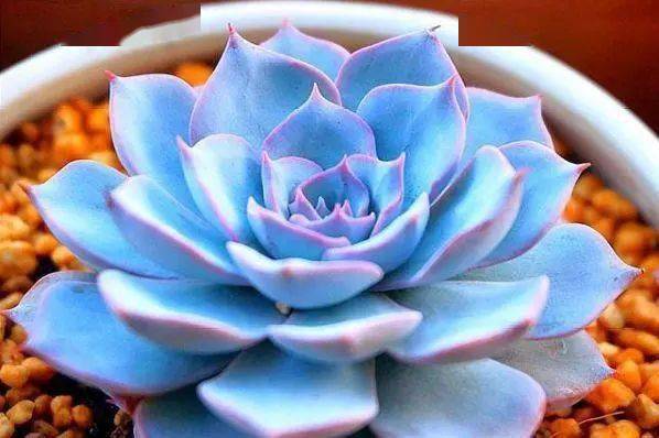 多肉植物怎么种才好 03b145e53a564da7b0d4586969aced67.jpeg