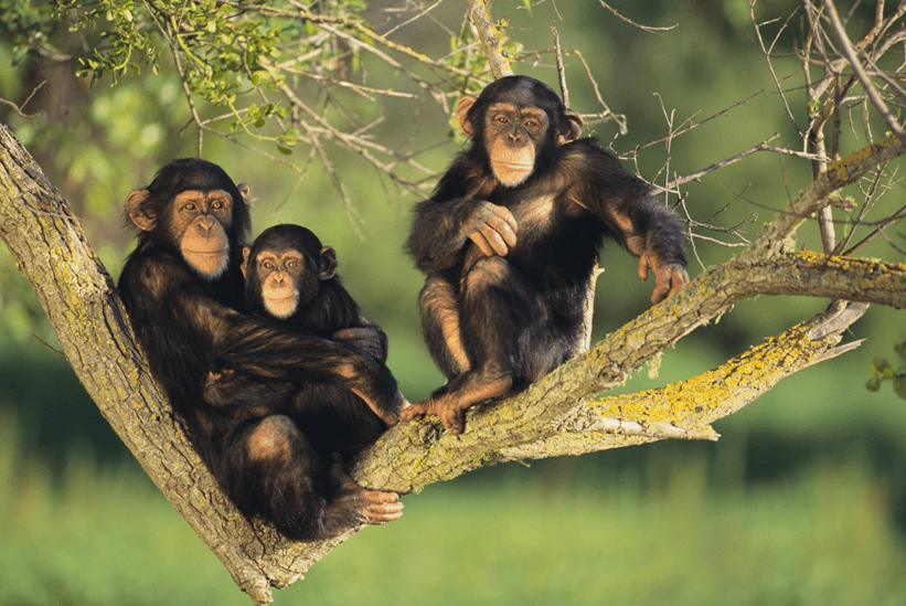 老虎何时起源？人何时与黑猩猩“分离”？起底哺乳动物演化路线