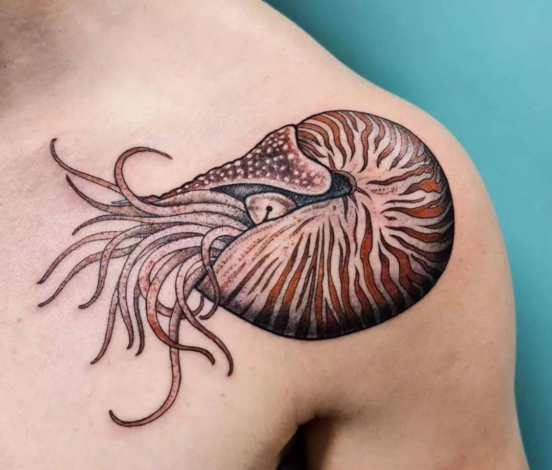 来自海洋的鹦鹉螺纹身_外壳_软体动物_珊瑚礁