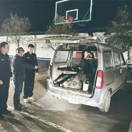 洛阳丨3人带猎犬捕杀野猪解馋，他们才刚支起大锅，民警就已经抵达！_上山_带着_张某