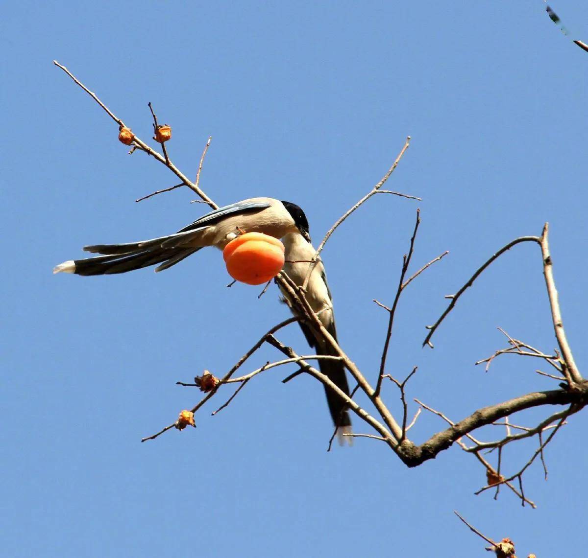 2020喜事临门红头喜鹊图