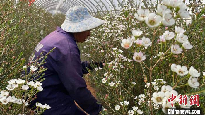 云南省澳洲腊梅种植图片