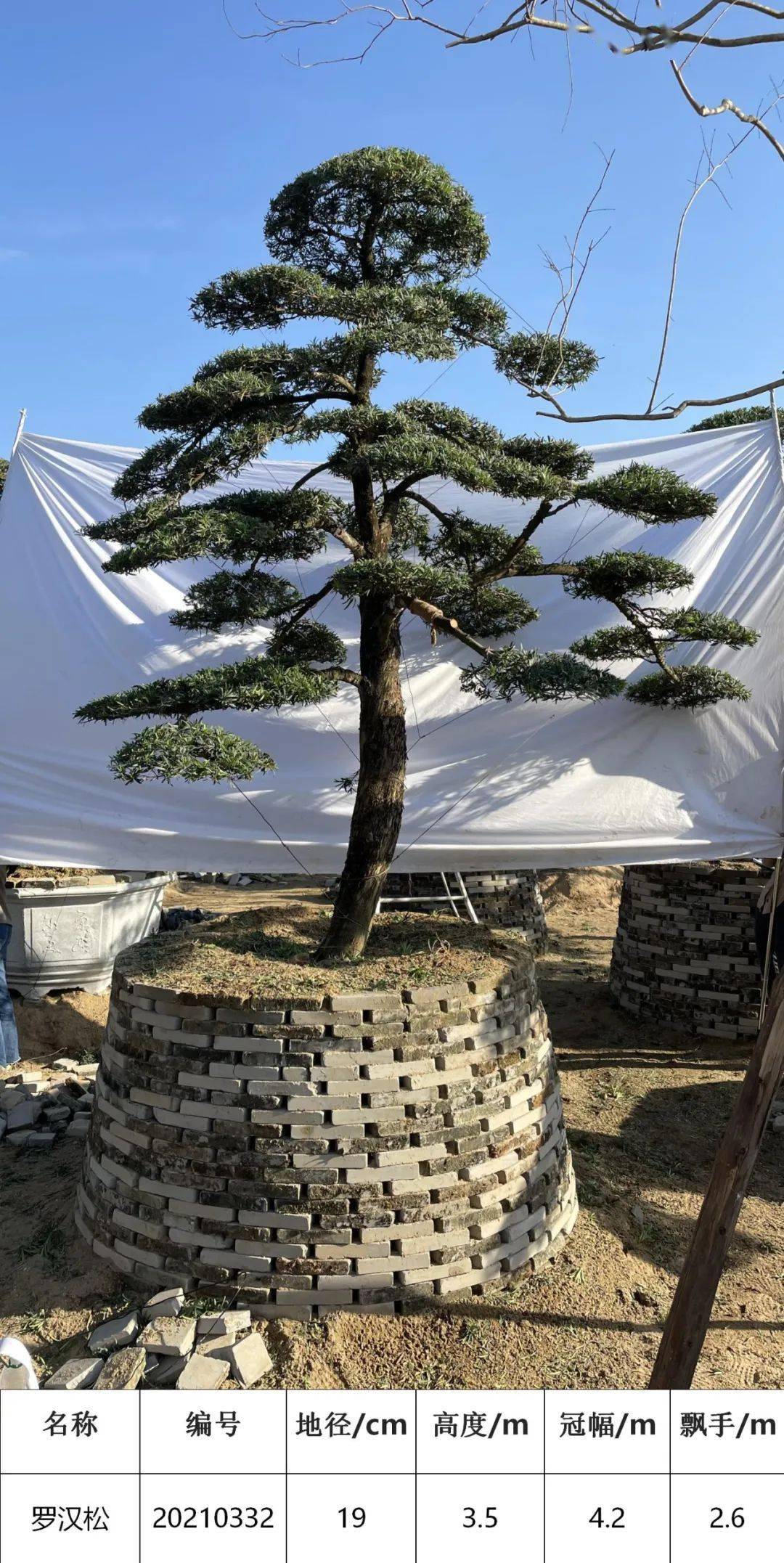 马后花园1822公分直杆罗汉松文人松韵