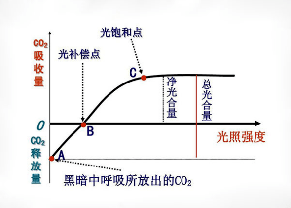 二氧化碳补偿点图解图片