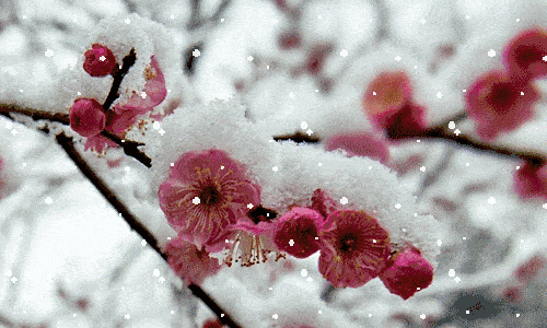 大寒雪中梅傲雪凌霜