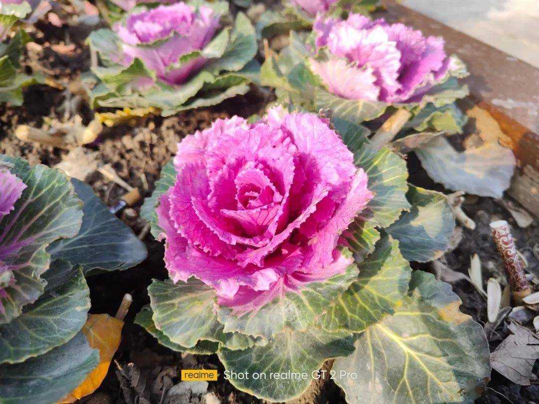 四款骁龙8系列手机拍照横评！各有各的离谱。。。