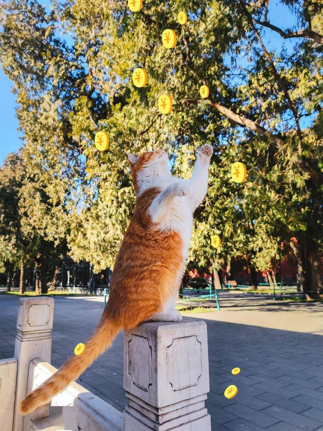贺岁|顶流明星贺岁,送你全年表情包