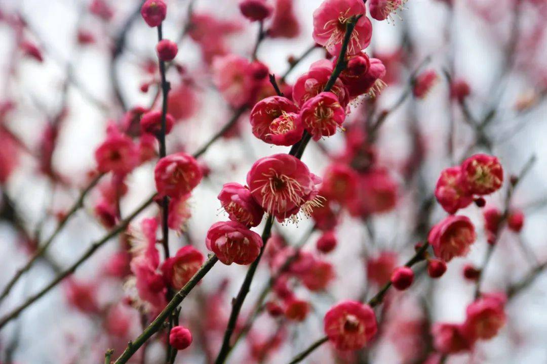 好景致忠县怒放的红梅等你来