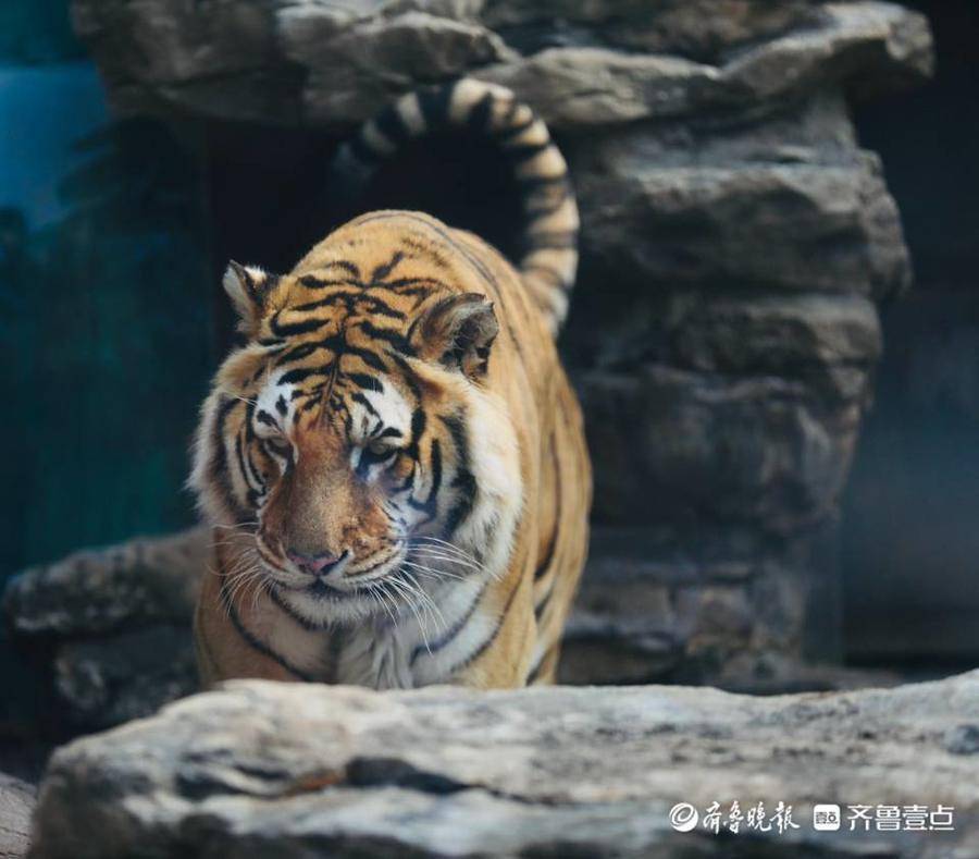 济南野生动物园猛兽区图片