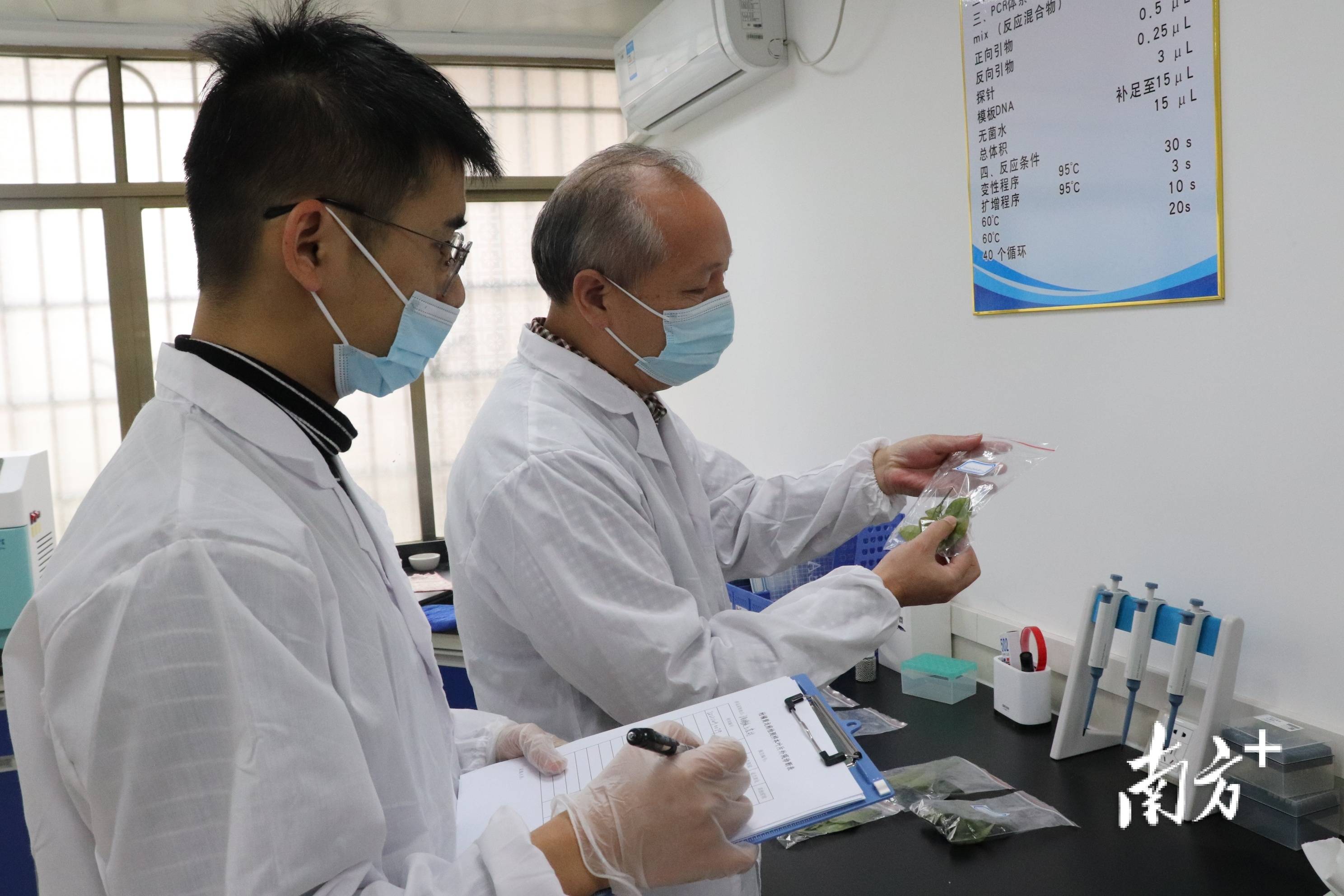 柑橘种植户福利来了佛冈农作物检测实验室日均可检50个黄龙病样本