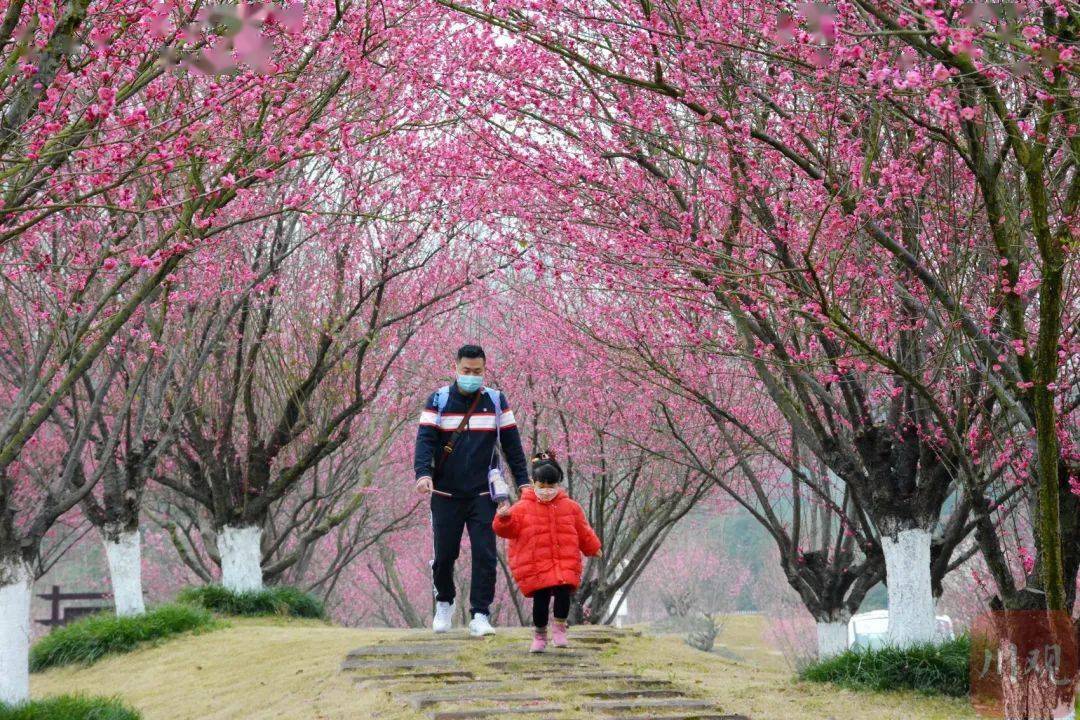 游乐|千亩梅花盛开！这一网红赏花地，今年新增大量停车位、游乐设施