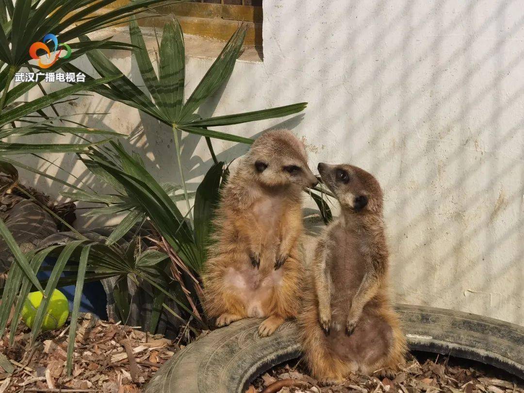 回憶殺丁滿定居武漢動物園