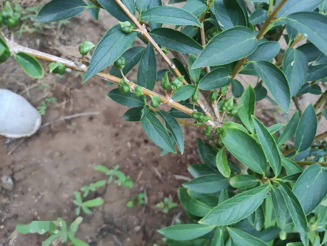 热议▍临汾一地出现栽种假连翘事件咋回事