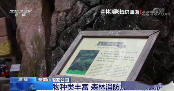 福建|森林火警电话你知道吗？武夷山国家公园动植物种类丰富 森林消防加强巡护