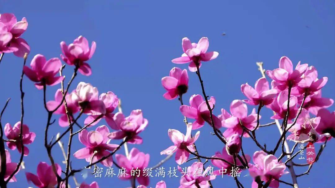 “上关花”到底是什么花？这部纪录片带您揭开苍山“金花”的面纱_大理_寻找_洱源县