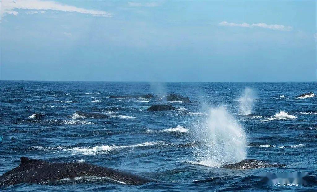 不寻常开普敦海域出现超级鲸鱼群数量达到116头