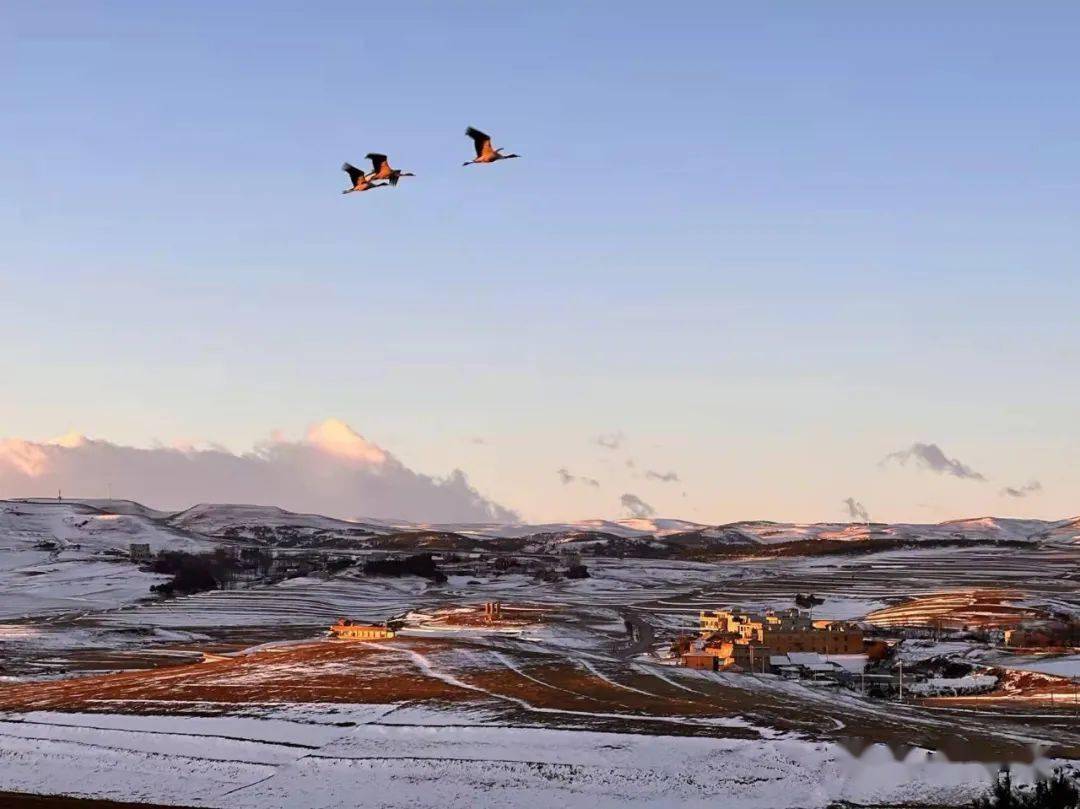 昭通大山包雪中高原精灵黑颈鹤