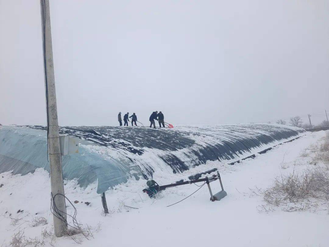 冯原镇组织动员群众及时清扫大棚积雪