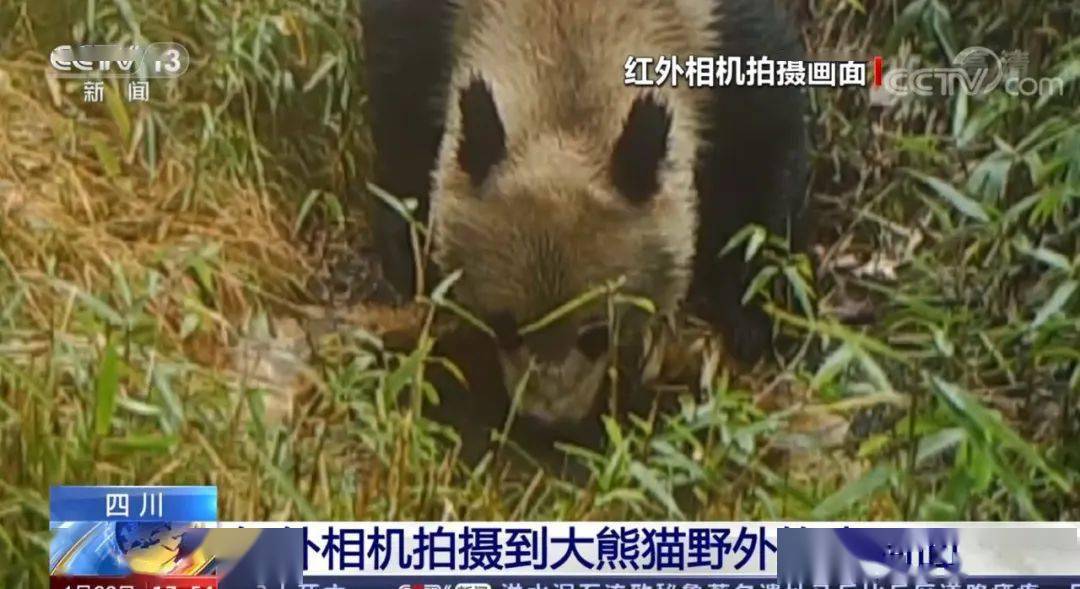 大熊猫|央视集中报道！都江堰红外相机拍摄到大熊猫野外饮水画面！