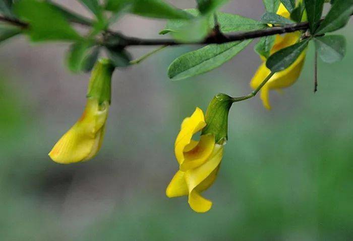 平凡的金雀花 地位曾经显赫 亨利 王朝 家族