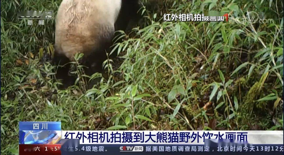 大熊猫|央视集中报道！都江堰红外相机拍摄到大熊猫野外饮水画面！