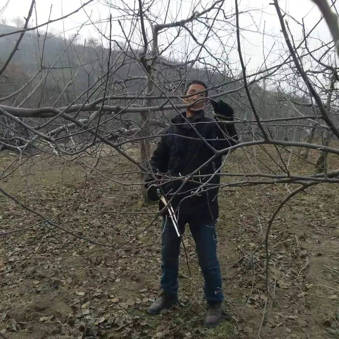 乔化长枝果树如何修剪?_平台_整形_小枝