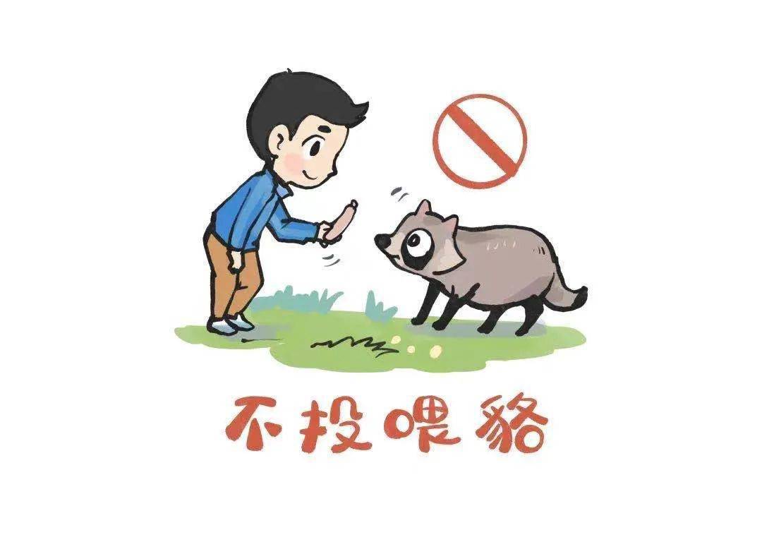 貉以为家野生动物能和我们在城市共处吗生命守护者