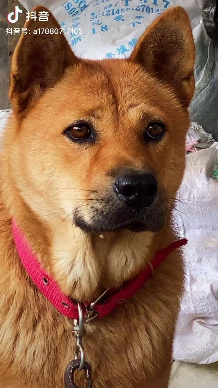 古代狗分三等,一等黄犬为田猎之犬,二等黑犬为看家护院之犬,三等白犬