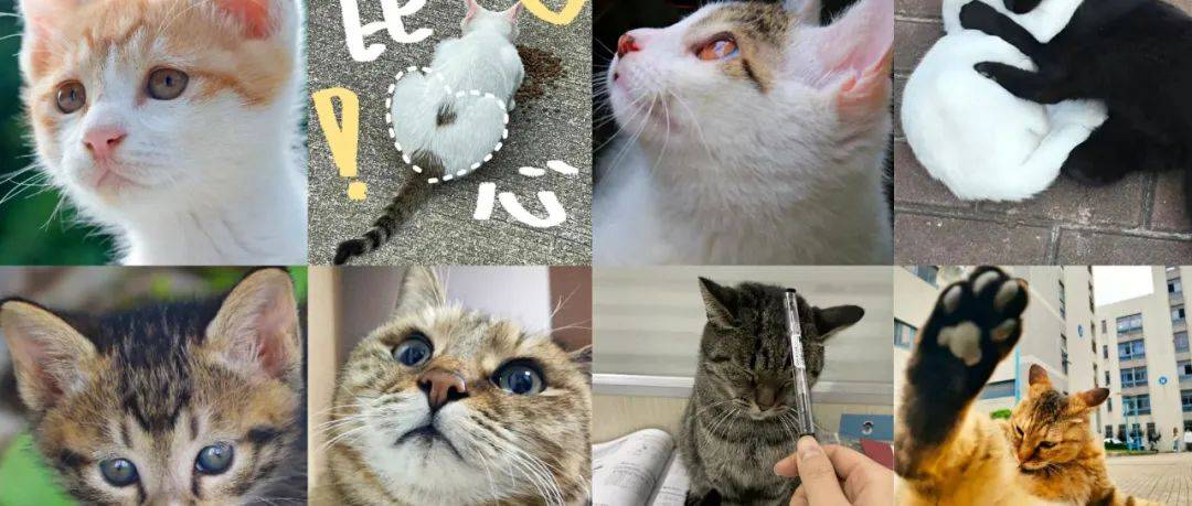 叮咚!第二届猫口普查来啦!_月饼_干饭_小猫